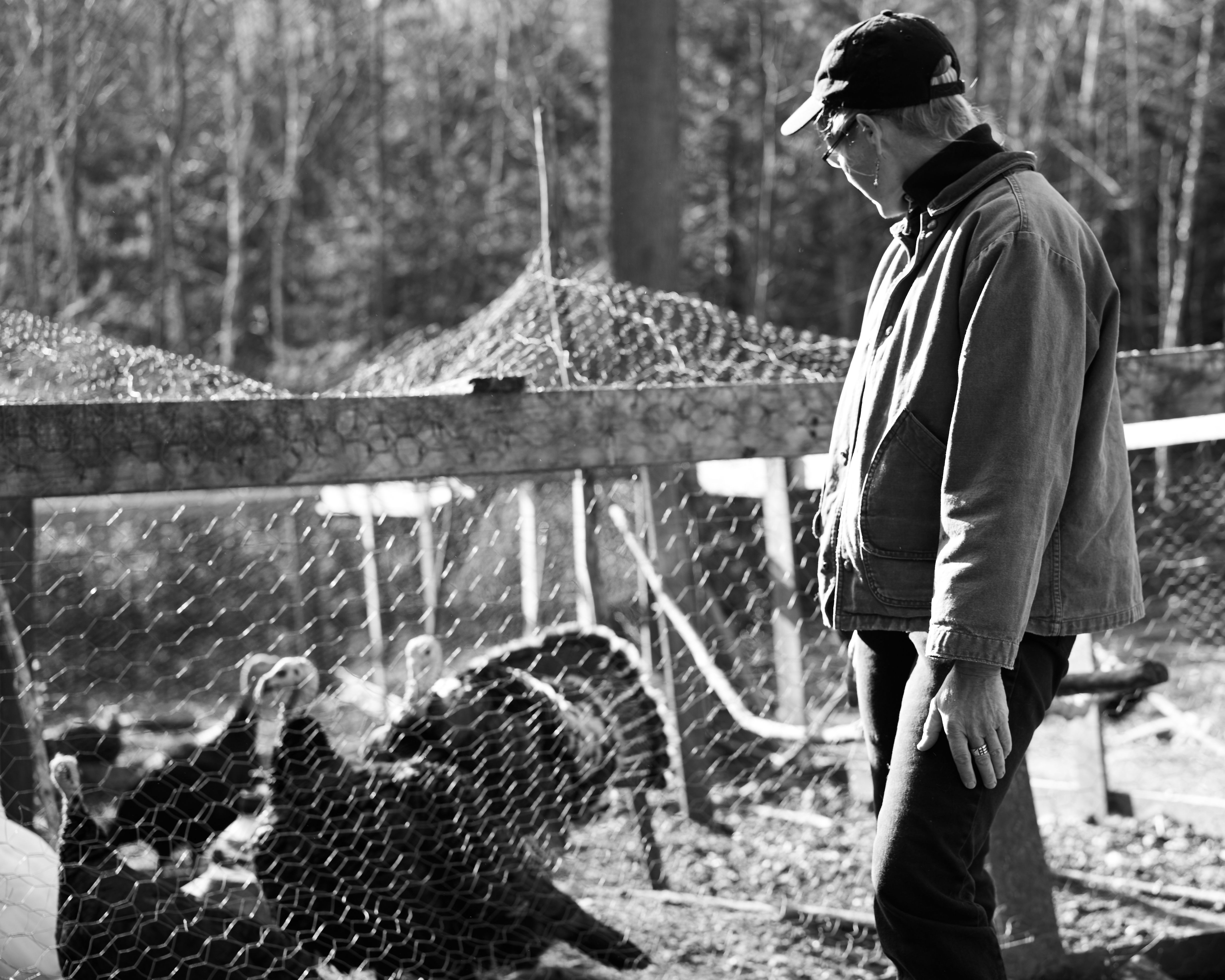 Heritage Turkeys — GMO free