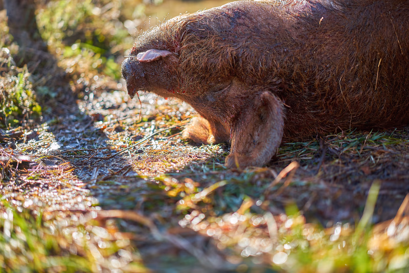 Earthwise Farm & Friends — photo 4