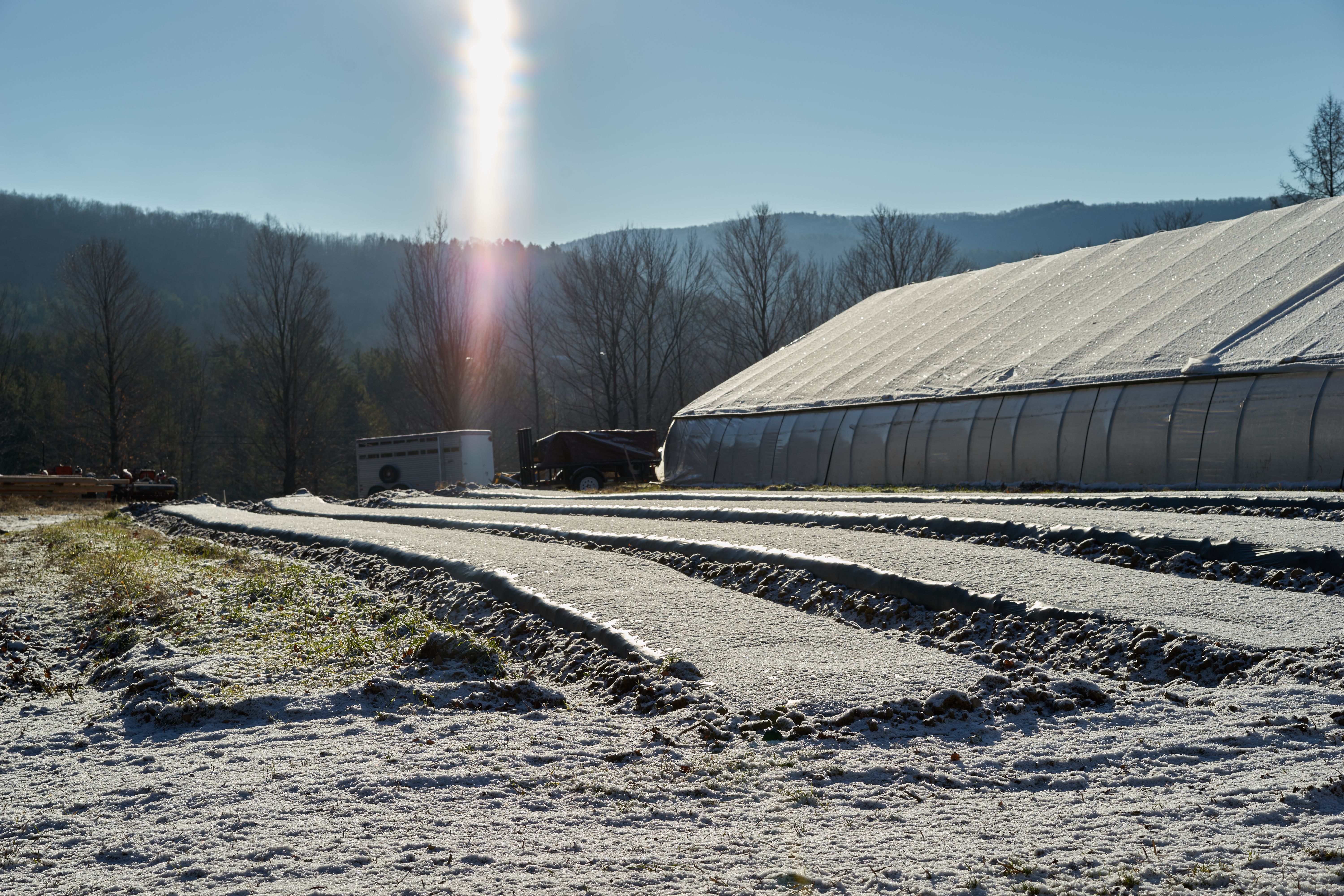 Sunshine on the Greenhouse