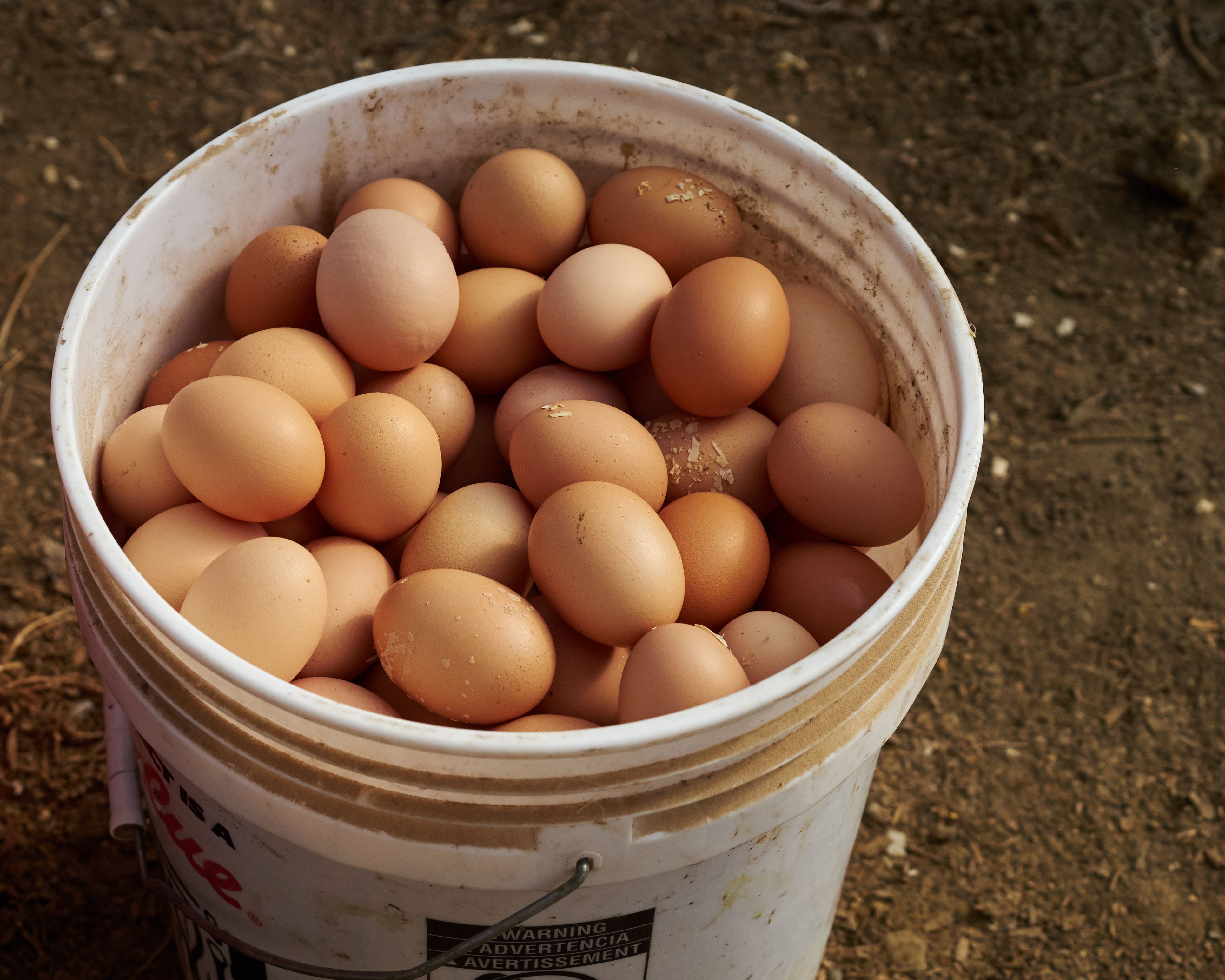 Solar Eggs