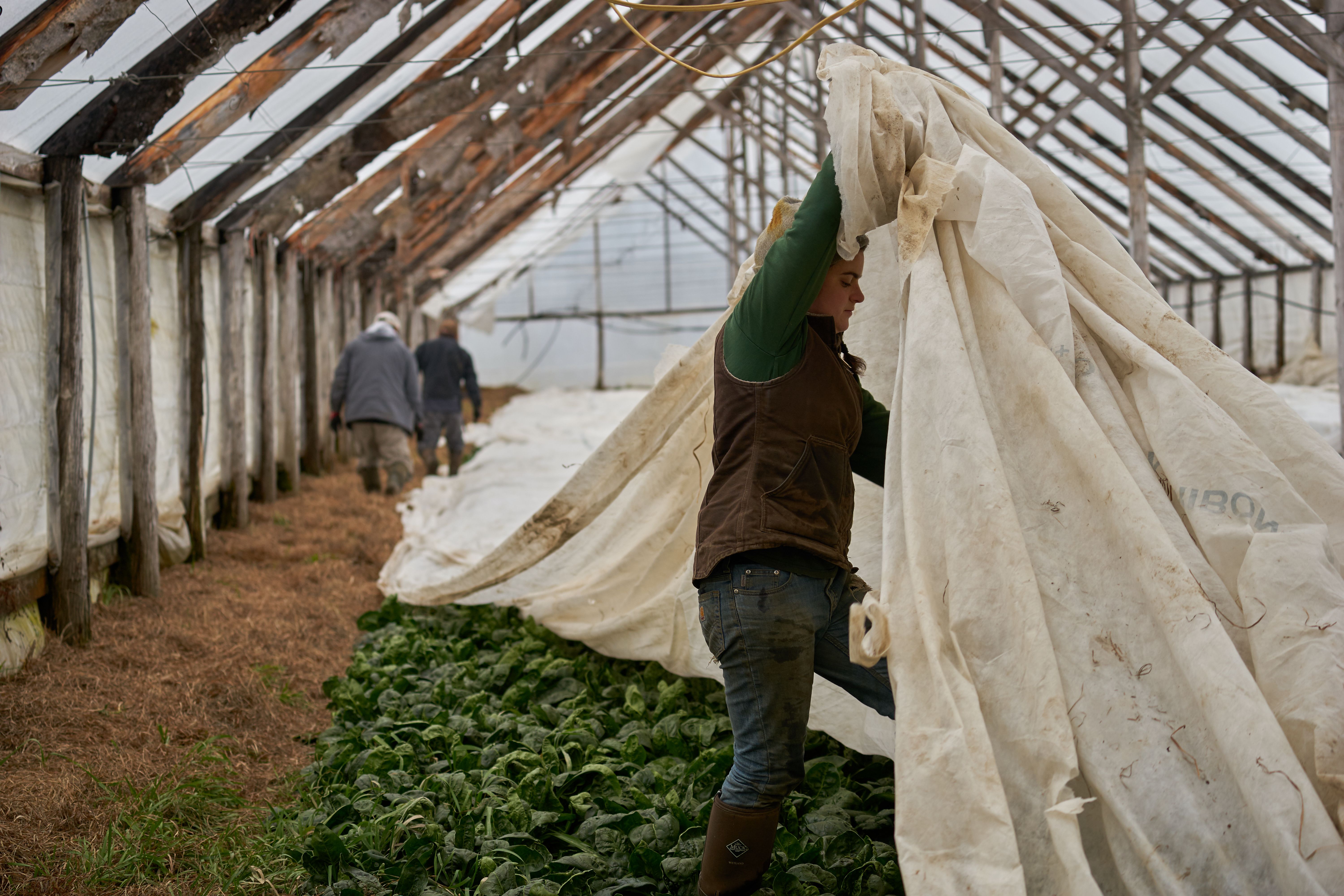 Uncovering in the greenhouse